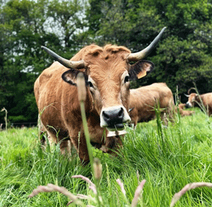 OU commander une cloche de vache en bronze