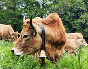 Acheter une cloche de vache en bronze