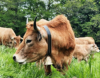 Cloche de vache - vache de race Aubrac